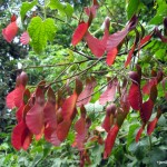 Local flora on Ol Donyo Sabuk