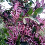 local flora on ole sayeti