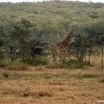 Lone Giraffe at Hells Gate