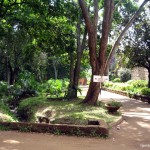 Walkways in Nairobi City Park