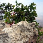 Wild flowers on top of Oloroka