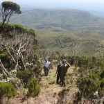 giant heather on the aberdares range