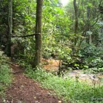 gitathuru river in karura forest