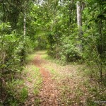 karura forest nature trail