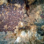 bat colonies at suswa caves