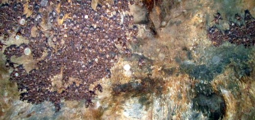bat colonies at suswa caves