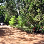 Walkway at Nairobi Arboretum