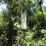 Insect trap in Gatamaiyu forest