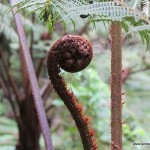 giant fern in kereita forest