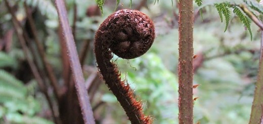 giant fern in kereita forest