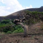 A wind swept tree on Chyulu hills