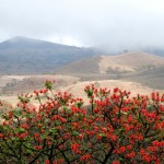 A spectacular red hot poker tree on chyulu hills