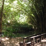 Bamboo stand along mbagathi river oloolua