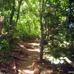 Nature trail in Oloolua forest