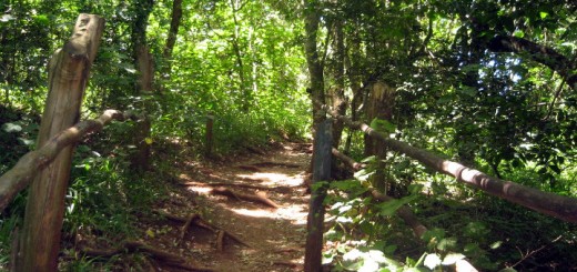 Nature trail in Oloolua forest