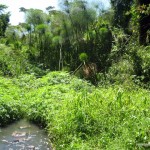 Papyrus swamp along mbagathi river oloolua