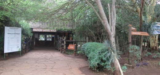 Nairobi Safari walk