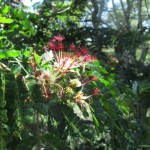 Local flora at Mau Mau Caves