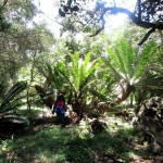 giant cycad on ololokwe