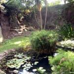 Pond at the quarry garden