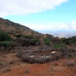 Maasai goats on Mt Longido