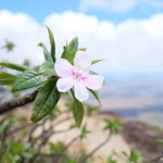 Wild flower on Longido