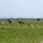 Antelopes at Nairobi National Park