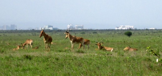 Antelopes at Nairobi National Park