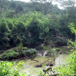 Crocodile at Nairobi National Park