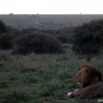 Lions at dusk