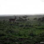 Lone Impala at Nairobi National Park