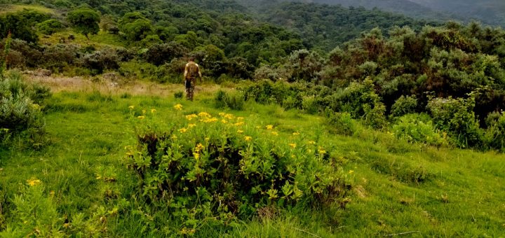 Forest glade on Table mountain trail