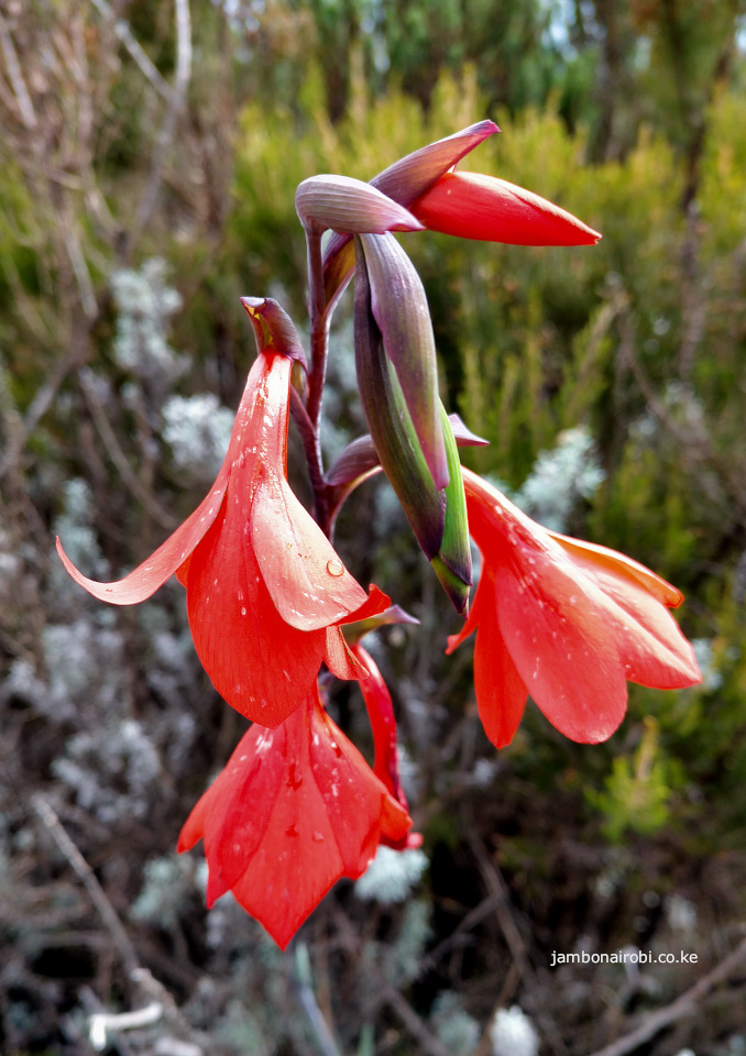 Mackinder's Gladiolus on Table mountain trail